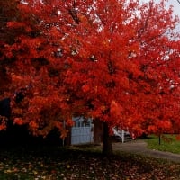 Crimson Tree