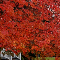 Ruby Red Tree