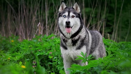 Husky - puppy, animals, lovely, face, dog face, playful, pretty, beautiful, dogs, playful dog, sweet, cute, puppies