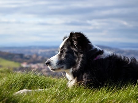 Dog - pretty, beautiful, dog face, puppies, lovely, playful dog, sweet, playful, dogs, cute, face, animals