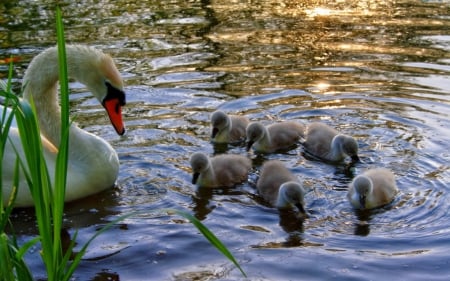 sweet mommy and ducklings - mommy, nature, sweet, ducklings