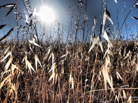 Summer - field, wheat, summer, sun