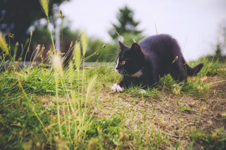 Cat - sleepy, cute, beautiful, cat, sleeping, kitty, cats, hat, cat face, paws, face, animals, pretty, beauty, sweet, kitten, lovely