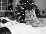 Christmas cats