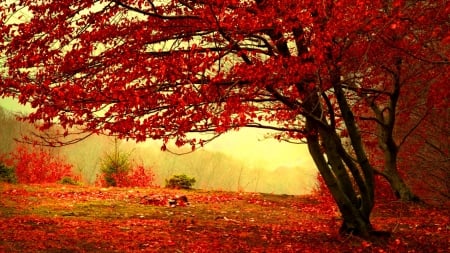 Autumn tree - falling, branches, carpet, beautiful, lovely, leaves, tree, fall, season, autumn, red, mist, foliage, park