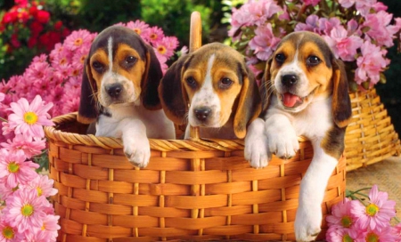 Puppies in basket