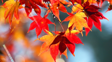 Autumn leaves - pretty, falling, trees, branches, beautiful, forest, lovely, leaves, fall, colorful, nature, autumn, red, nice, foliage