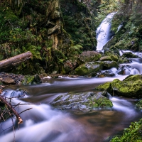 The Black Forest, Germany