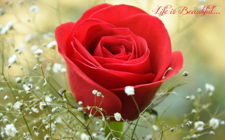 Life is Beautiful - beautiful, red, rose, quote