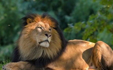 Long Live the King - Lion, Jungle, Regal, Animal