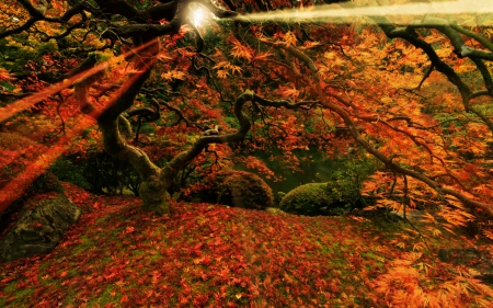 Japanese Maple, Portland, Oregon - Japanese, Maple, Autumn, USA