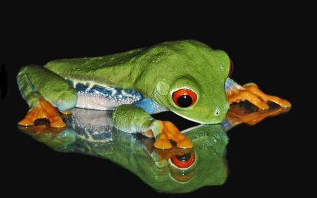 Wow! What a beauty! - background, reflection, frog, animal, green, funny, black