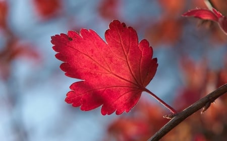 Autumn - red, leaf, branch, blue, autumn