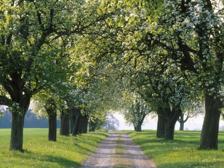 greenish trees with a lonely road - forests, trees, nature, green, road, spring