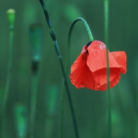 *** Poppy flower ***