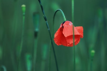 *** Poppy flower *** - red, flower, flowers, poppy, nature