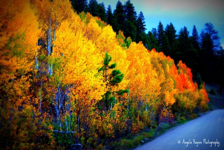 Park Creek at Fall - leaves, colors, autumn, trees