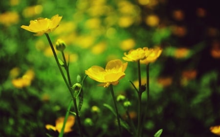 *** Wild yellow flowers *** - flowers, flower, wild, nature