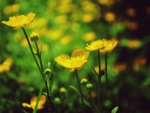 *** Wild yellow flowers ***