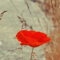 *** Red poppy flower ***