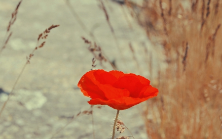 *** Red poppy flower *** - red, flower, flowers, poppy, nature