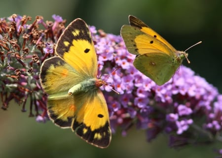 *** Butterflies on the flower *** - flower, butterflies, butterfly, animals, nature