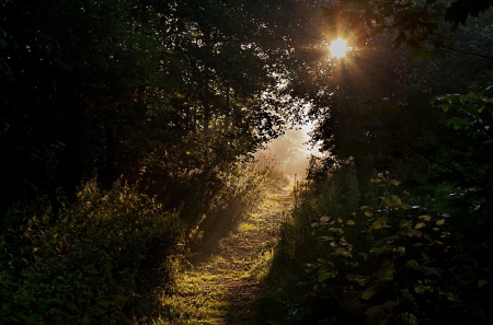 *** Sunny day in forest *** - trees, sunny, nature, forest, day