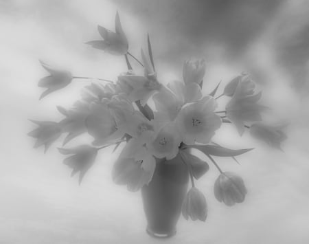 B&W - tulips, image, wallpaper, color, expression, new