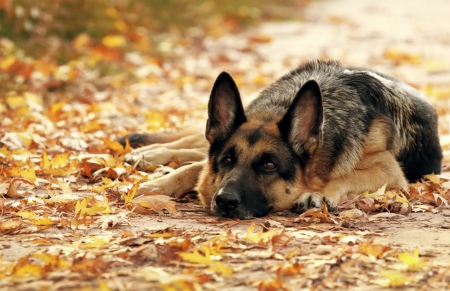 On autumn leaves - image, dog, expression, color, new, wallpaper