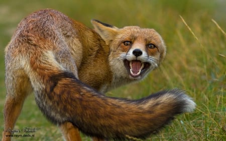 fox Wallpaper - orange, alerted, panting, furry