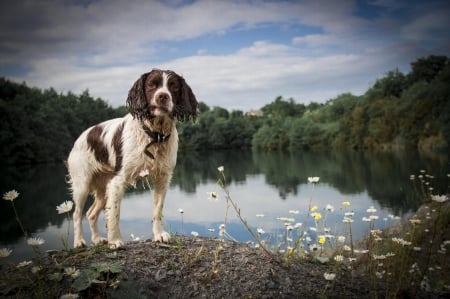 Dog - puppy, animals, lovely, face, dog face, playful, pretty, beautiful, dogs, playful dog, sweet, cute, puppies