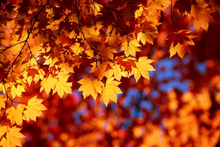 Autumn leaves - autumn, sky, falling, trees, colorful, lovely, wind, foliage, nature, fall, forest, pretty, red, beautiful, seaon, leaves