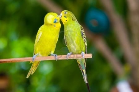 parrot pair - feathers, together, branch, close