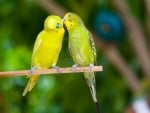 parrot pair