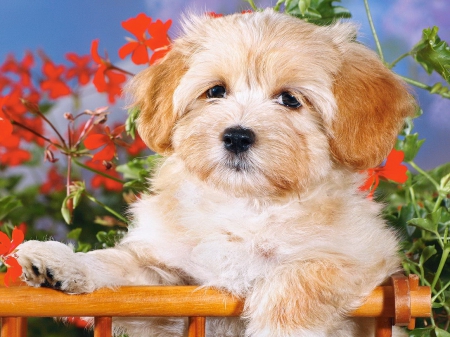 Cute puppy