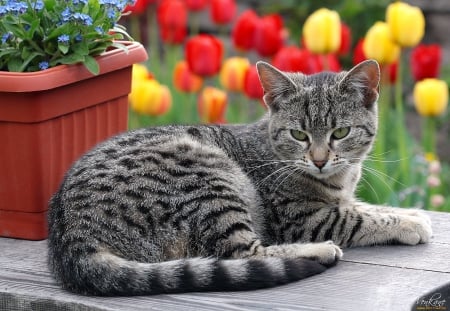 Cat - sleepy, cute, beautiful, cat, sleeping, kitty, cats, hat, cat face, paws, face, animals, pretty, beauty, sweet, kitten, lovely