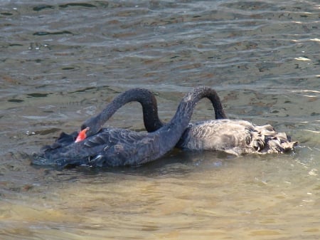 black swan partners - water, eachother, couple, pamper