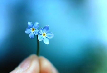 Small but sincere - fingers, blue, flower, forget me nots