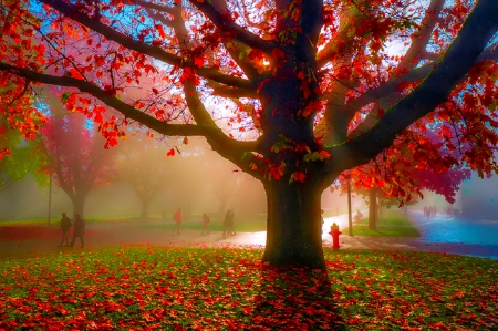 November - pretty, reflection, leaves, golden, nice, falling, branches, beautiful, mirrored, colors, lovely, tree, fall, glow, colorful, nature, november, autumn, foliage, shine