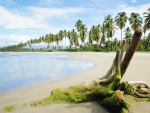 Tropical Shore and Palms