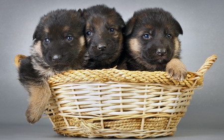 Sweet Little Shepherds - trio, basket, german, pups