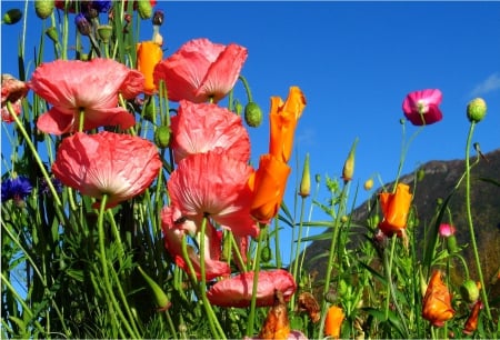 *** Red poppies *** - red, flower, poppies, flowers, nature