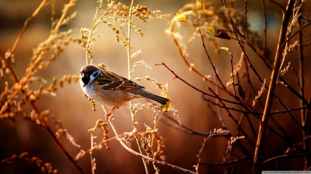 Sparrow - wildlife, autumn, animals, summer, wallpaper, sparrow, hd, nature, brown, fall, wild, cute, birds