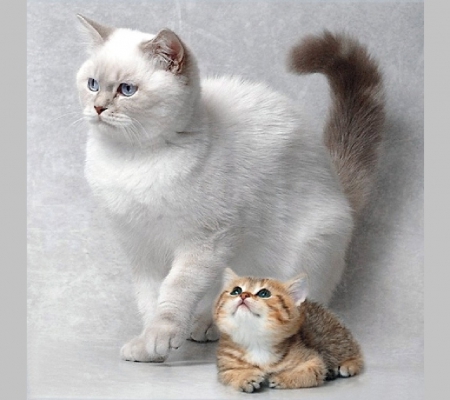 mother & daughter - cute, cats, daughter, mother, animals, kitties