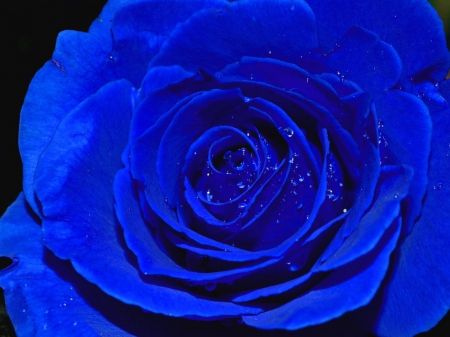 Blue rose closeup - closeup, beautiful, blue, petals, water, rose