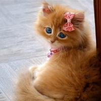 Gorgeous Kitty