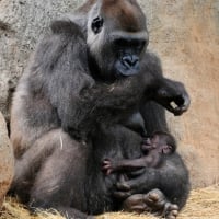 gorilla with baby