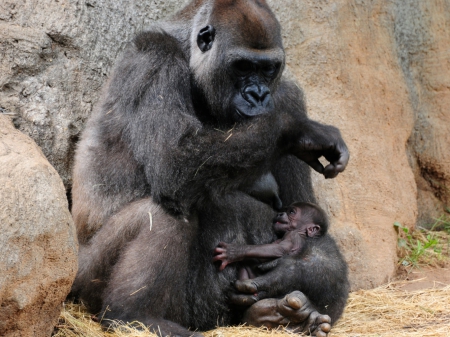 gorilla with baby - wallpapers, monkeys, animals, primates, gorrila