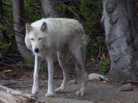 the lone wolf - wolfrunning, winter, wolf wallpaper, spirit, howl, arctic, the lone wolf, wisdom beautiful, wolf, wolf pack, howling, mythical, grey, dog