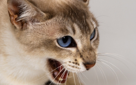 Yawning - cat, white, blue eyes, animal